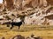 Landscape of the Laguna Negra Black Lagoon, Altiplano, Bolivia