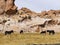 Landscape of the Laguna Negra Black Lagoon, Altiplano, Bolivia