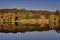 Landscape of a lake with beautiful yellowing plants reflecting on the water in autumn