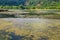 Landscape of Lake Echternach with abundant algae on water surface