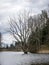 Landscape by the lake, large withered tree silhouette in the water