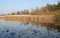 Landscape with lake, reed and trees