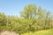 Landscape with a lake in the spring with Poplar trees and Colza flowers.