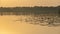 Landscape on the lake, water lilies and reeds, reflections in the water