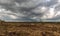 Landscape, the land is covered with bog vegetation, moss, grass and small pines, expressive clouds