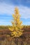 Landscape with larch in autumn in the Arctic tundra of Russia