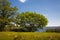 Landscape on the Large Pond Torgau