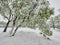 Landscape with late snow in spring in Dobrogea, Roman