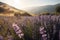 Landscape of a lavender field against the backdrop of mountains. Dawn over a wild field of purple lavandula. Generative AI