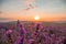 Landscape of lavender fields at sunset