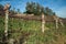 Landscape of leafless grapevines in a vineyard