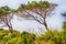 Landscape with leaning windswept coastal pine trees
