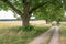 Landscape with lime trees