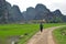 Landscape with limestone towers and rice fields. Vietnam