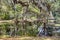 Landscape of live oaks, cypress trees, Spanish moss and reflections.