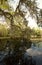 A landscape of live oaks, cypress trees, Spanish moss and reflections in a calm pond.