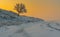 Landscape with lonely apricot tree on a hill at sunset time and winter season