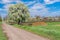 Landscape with lonely flowering pear-tree at roadside in Kalynivka village, central Ukraine