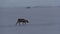 Landscape with lonely grazing reindeer on meadow covered by deep snow near JÃ¶kulsÃ¡rlÃ³n, VatnajÃ¶kull national park, Iceland.