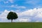 Landscape - lonely maple tree on green field, park bench