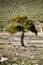 Landscape with a lonely pine tree into the National Park of Sierra Maria