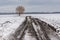 Landscape with lonely tree on roadside of country road next to agricultural field in Ukraine