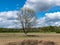 Landscape with a lonely tree silhouette in the middle of the field