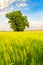 Landscape with a lonely tree in a wheat field