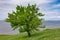 Landscape with lonely wild pear on a hilly Kakhovka Reservoir riverside located on the Dnipro River