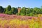 Landscape Lueneburg Heath in autumn