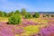 Landscape Lueneburg Heath in autumn