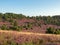 Landscape at Lueneburg Heath at full bloom, Lower Saxony, Germany