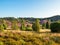 Landscape at Lueneburg Heath at full bloom, Lower Saxony, Germany