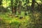 Landscape of a lush green forest in summer. Wild leaves, trees and plants in a peaceful and secluded nature environment