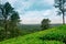 Landscape of lush organic green tea plantation on hills during monsoon season with cloudy sky, tea is major resource of indian