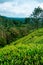 Landscape of lush organic green tea plantation on hills during monsoon season with cloudy sky, tea is major resource of indian