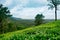 Landscape of lush organic green tea plantation on hills during monsoon season with cloudy sky, tea is major resource of indian