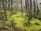 Landscape of lush vegetation with trees, floor covered by green layer of moss