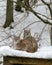 Landscape with a lynx family, animals sitting on the roof of their house, Gauja National Park, Ligatne, Latvia