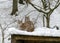 Landscape with a lynx family, animals sitting on the roof of their house, Gauja National Park, Ligatne, Latvia