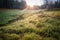 Landscape made at sunrise. Green and yellow grass in dew drops illuminated by the bright rising sun.
