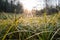 Landscape made at sunrise. Green and yellow grass in dew drops illuminated by the bright rising sun.