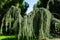 Landscape with majestic Weeping Blue Atlas cedar Cedrus atlantica Glauca Pendula in park Aivazovsky