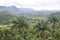 Landscape with many palm trees from Hotel de los Jazmines in Vinales