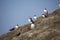 Landscape of many puffins sitting on grassy cliff in Grimsey Island Iceland