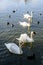 Landscape with many white swans on Plumbuita lake (Lacul Plumbuita) and park