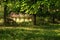 Landscape With Maple Tree Grove And Abandoned Rustic House