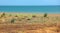 landscape maquis shrubland in summer