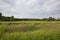 Landscape with marsh woundwort