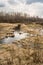 Landscape of marshland with a leaf bare tree silhouetted against a cloudy blue sky. Dead marsh grasses, water with reflection &